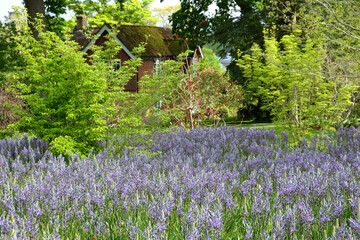 Sweeping displays of Camassias in flower.