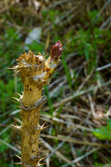 春の食材タラノメ