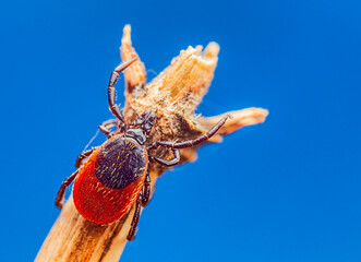 Tick on a plant straw on a blue sky background