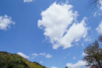 Obraz premium 初夏の青空に浮かぶ白い雲