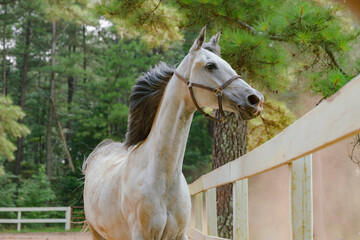 White saddlebred horse