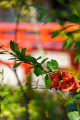 明るい日差しの中のボタン