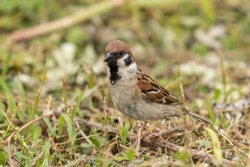 餌の種子を探すスズメ