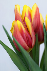 Tulpen