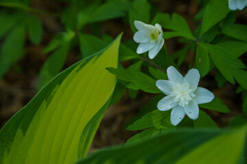 白く可愛いヤブイチゲ