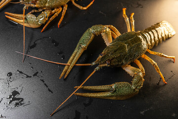 Common crayfish, live, crustaceans. Lobster. Black background, selective focus. The concept of...