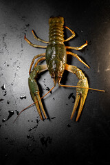 Common crayfish, live, crustaceans. Lobster. Black background. space for text, selective focus. The...
