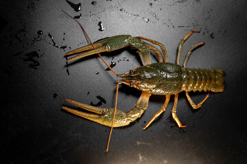 Common crayfish, live, crustaceans. Lobster. Black background, selective focus. The concept of...