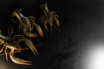 Common crayfish, live, crustaceans. Lobster. Black background. space for text, selective focus. The concept of gourmet food, delicacy, dietary meat. With large and small claws