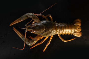 Common crayfish, live, crustaceans. Lobster. Black background, selective focus. The concept of gourmet food, delicacy, dietary meat.