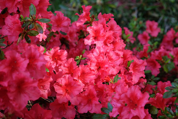 Pink rhododendron 'Vuyk's Scarlet' in flower.