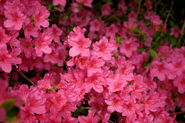 Pink rhododendron ÔSir William LawrenceÕ in flower.