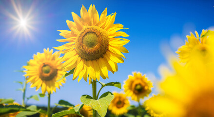 Sonnenblume im Gegenlicht