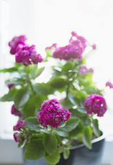 Kalanchoe Blossfield in a pot by the window close up with a place for text