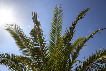 The top of the palm tree against the blue sky, the rays of the sun
