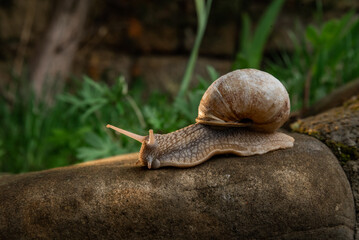 A snail in the woods after the rain. Family Vacation Walk Weekend
