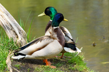 Ducks