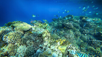Fototapeta na wymiar amazing coral reef and fish