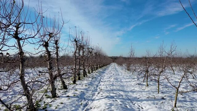 Apple orchard during winter in Rogow, Lodz Province, Poland, 4k video