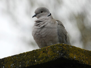 collared dove sitting on the roof