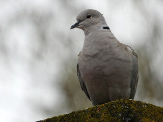 collared dove sitting on the roof