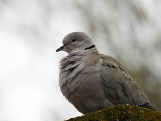 collared dove sitting on the roof