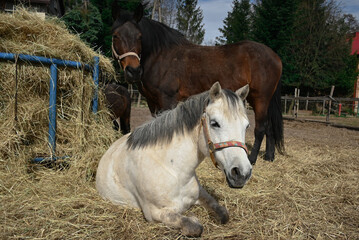 horses are resting and eating - obrazy, fototapety, plakaty