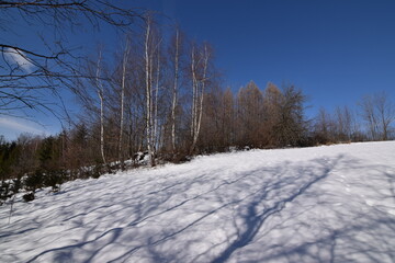 Brzoza (Betula L.), las pozbawiony liści błękitne niebo, zima w Polsce. - obrazy, fototapety, plakaty