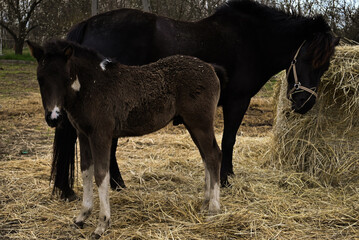 foal with mare - obrazy, fototapety, plakaty