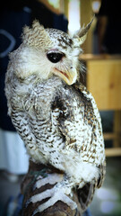 Exotic birds live in the tropics of Indonesia, looks very beautiful