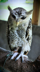 Exotic birds live in the tropics of Indonesia, looks very beautiful