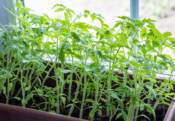 Seedlings of tomatoes on the window of the house. Close-up. Background.