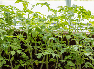 Seedlings of tomatoes on the window of the house. Close-up. Background.