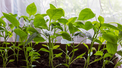 Growing seedlings of sweet pepper in cassettes with organic soil