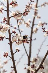 Branch with beautiful white Spring Apricot Flowers on Tree. Botanical bloom concept. Blooming backdrop, Nature in Springtime.