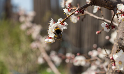 Branch with beautiful white Spring Apricot Flowers on Tree. Botanical bloom concept. Blooming backdrop, Nature in Springtime.