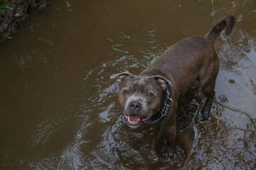 Portrait of a dog standing in puddle