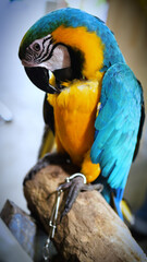 Exotic birds live in the tropics of Indonesia, looks very beautiful