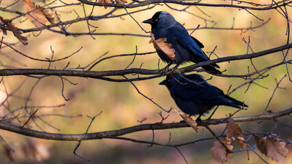 Jackdaw sitting on the branch on a sunny autumn afternoon. A blurred background that cuts off the subject nicely