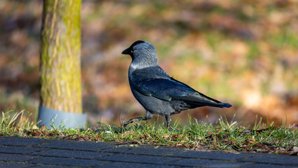 jackdaw strolling on the edge of the lawn on a sunny autumn afternoon. A blurred background that cuts off the subject nicely