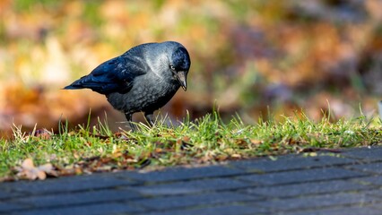 jackdaw strolling on the edge of the lawn on a sunny autumn afternoon. A blurred background that...