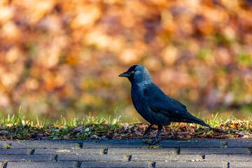 jackdaw strolling on the edge of the lawn on a sunny autumn afternoon. A blurred background that cuts off the subject nicely