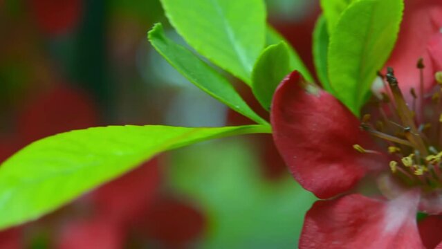 Red Caesalpinia pulcherrima flowers are blooming in the garden