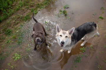 Portrait of a dogs standing in puddle
