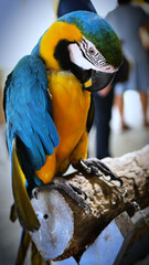 Exotic birds live in the tropics of Indonesia, looks very beautiful