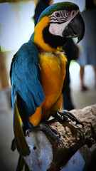 Exotic birds live in the tropics of Indonesia, looks very beautiful