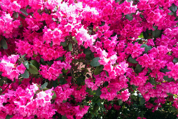 Beautiful tree full of pink colored flowers.