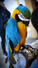 Exotic birds live in the tropics of Indonesia, looks very beautiful