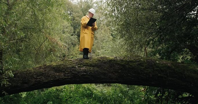 Specialist in a protective helmet and a yellow raincoat from the environmental service stands on a fallen tree, a man compiles an act of damage to the forest from a natural disaster