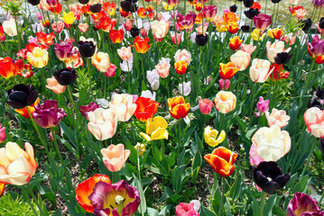 Tulips. The flowers are usually large, showy and brightly coloured, generally red, pink, yellow, or white.